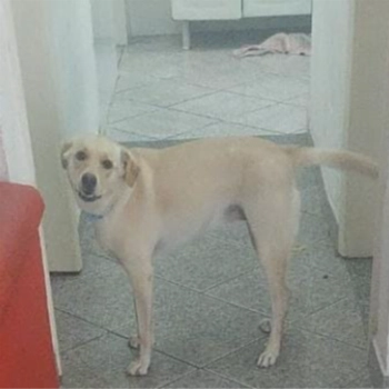 Birita imagem 1 - Sem Raça Definida