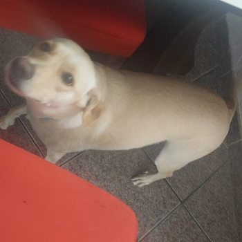 Birita imagem 3 - Sem Raça Definida