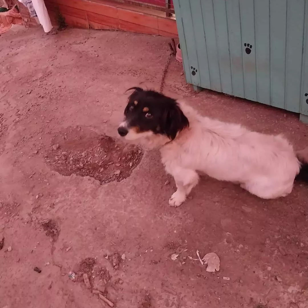 Olaf - Sem Raça Definida