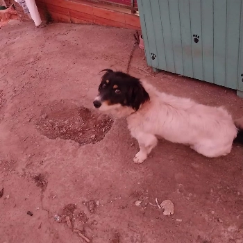 Olaf imagem 1 - Sem Raça Definida
