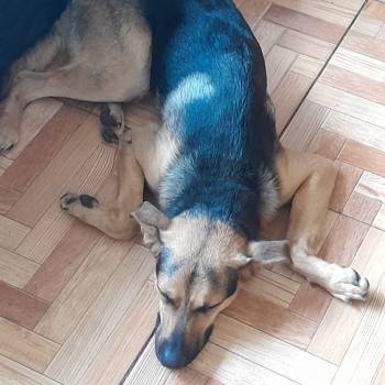 Zeus imagem 1 - 