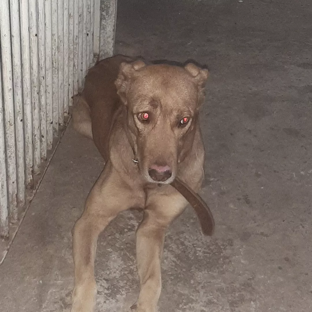 Amendoim - Sem Raça Definida