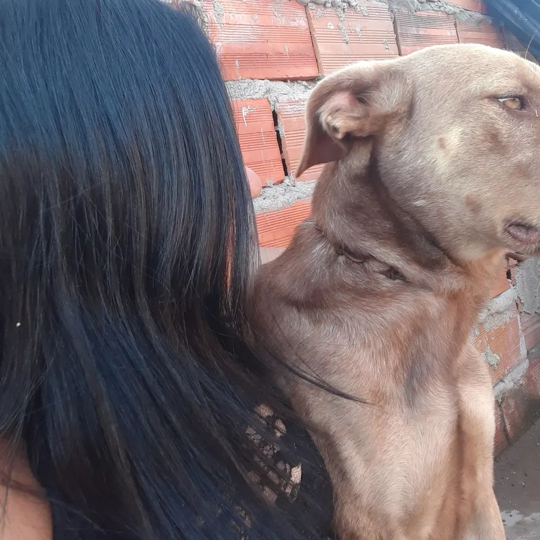 Amendoim - Sem Raça Definida