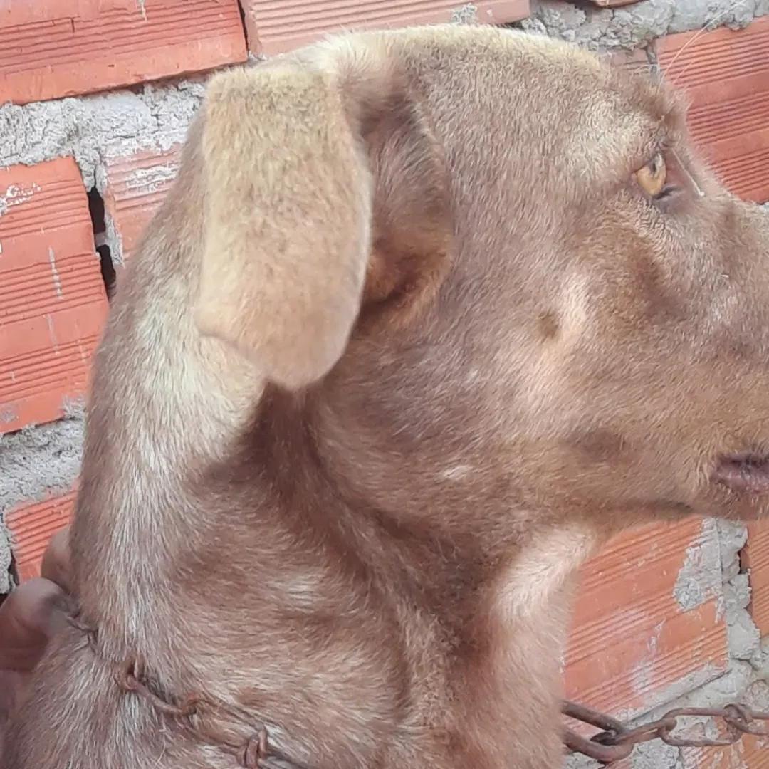 Amendoim - Sem Raça Definida