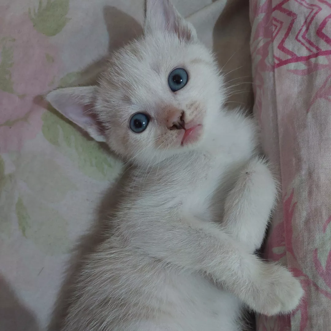 Mavi - Sem Raça Definida