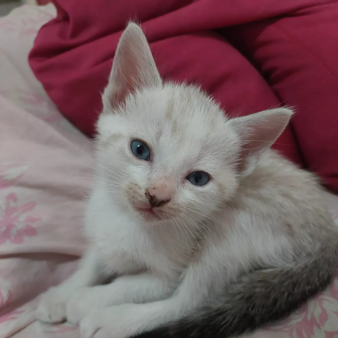 Mavi - Sem Raça Definida