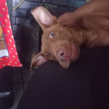Bruce imagem 1 - 