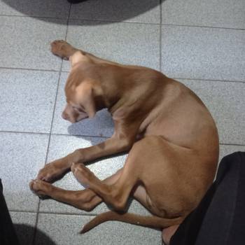 Bruce imagem 2 - 