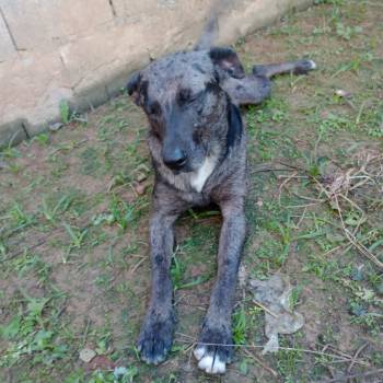 Apolo imagem 2 - 
