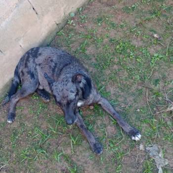 Apolo imagem 3 - 
