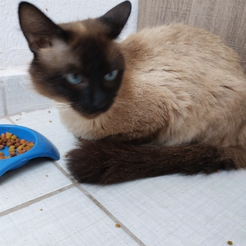 Bruno imagem 1 - Siamês