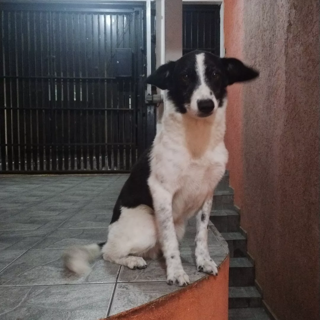 Toddy - Sem Raça Definida