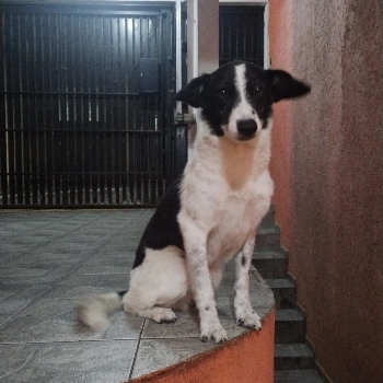 Toddy imagem 1 - Sem Raça Definida