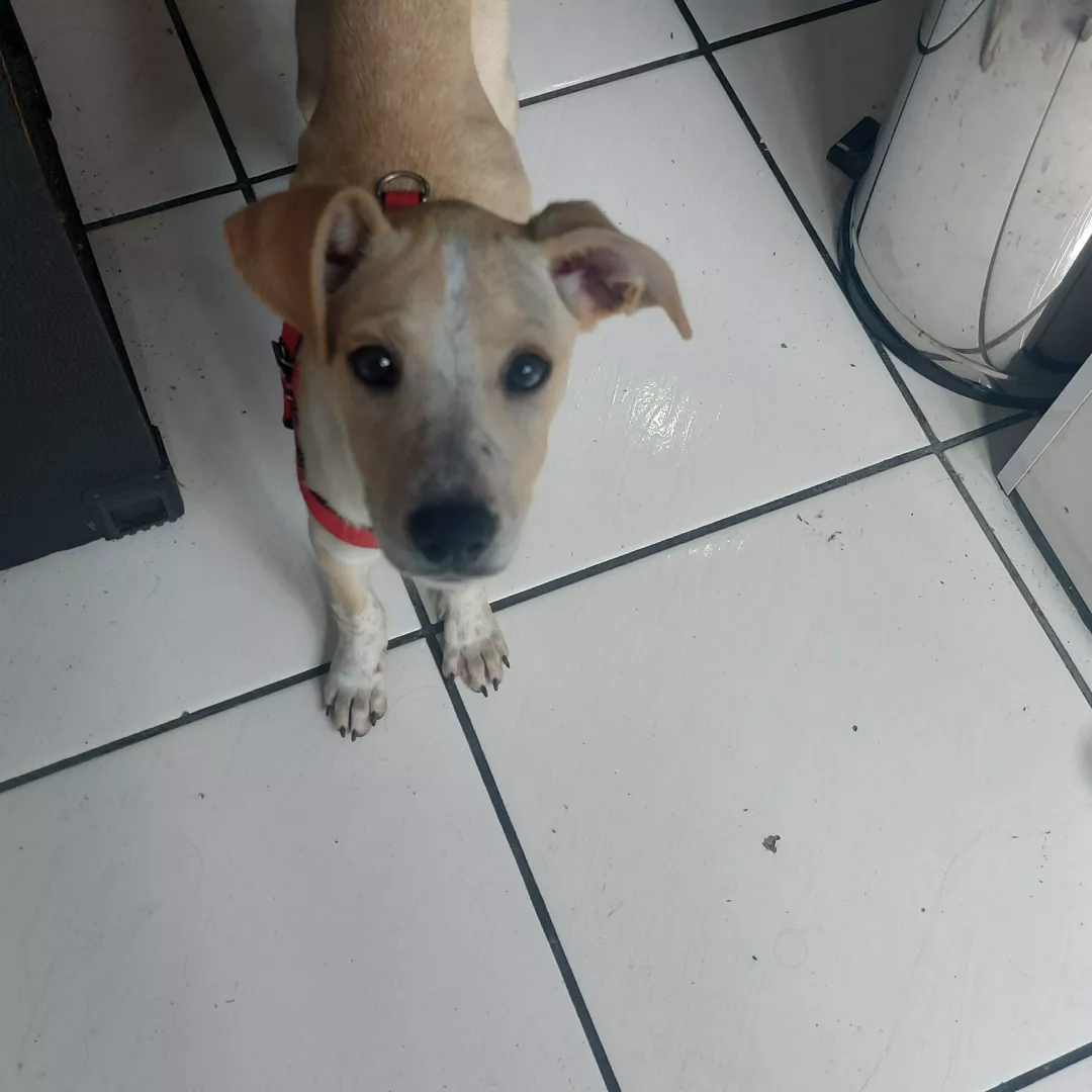 Ania - Sem Raça Definida