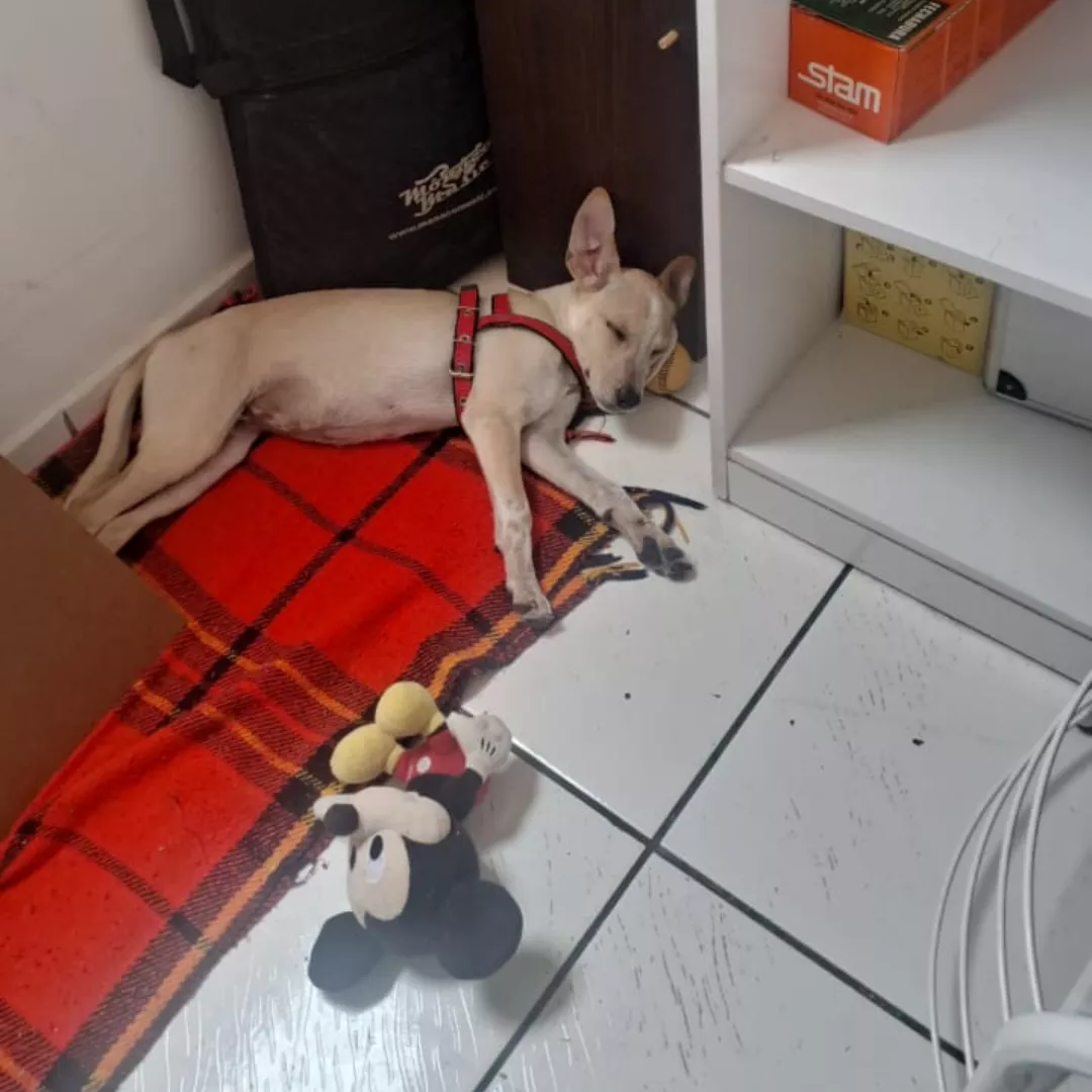 Ania - Sem Raça Definida