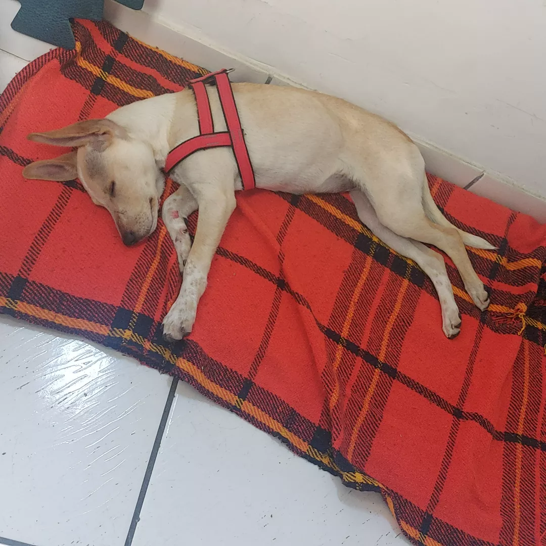 Ania - Sem Raça Definida