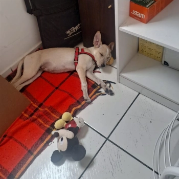 Ania imagem 2 - Sem Raça Definida