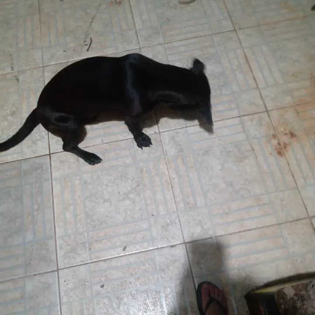 Tobby - Sem Raça Definida