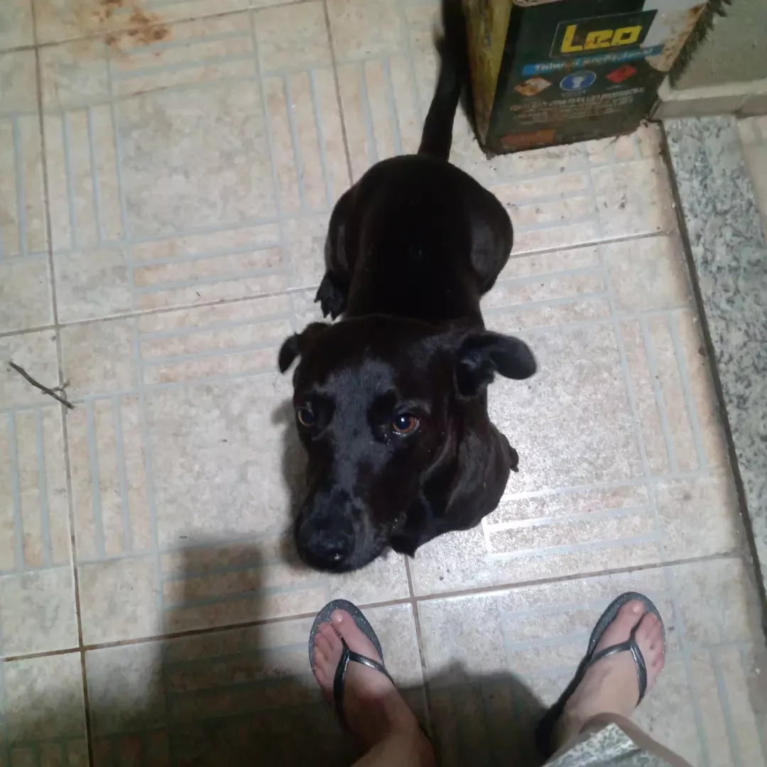 Tobby - Sem Raça Definida