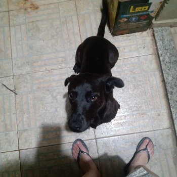 Tobby imagem 2 - Sem Raça Definida