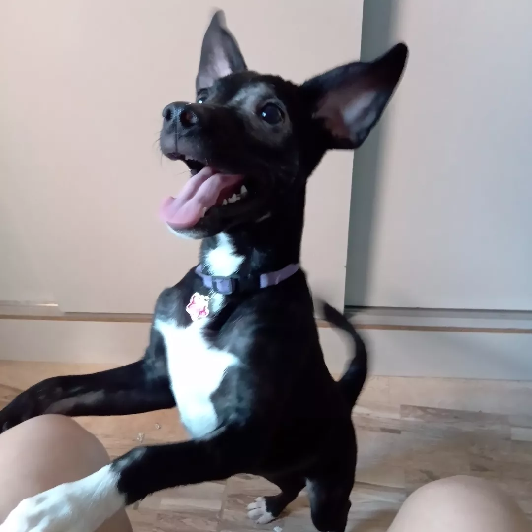 Megy - Sem Raça Definida