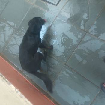 Bellynha imagem 1 - 