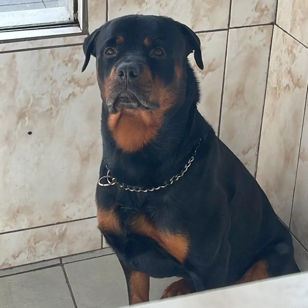 Thor - Rottweiler