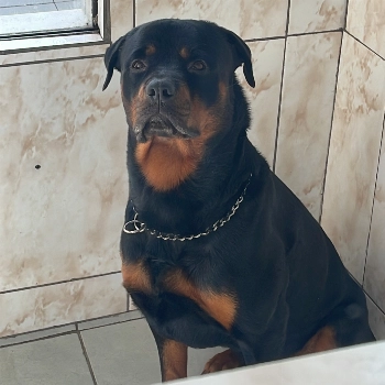 Thor imagem 1 - Rottweiler