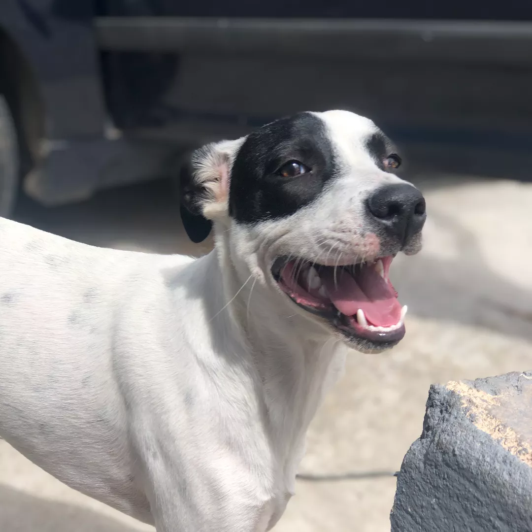 Tobias - Sem Raça Definida