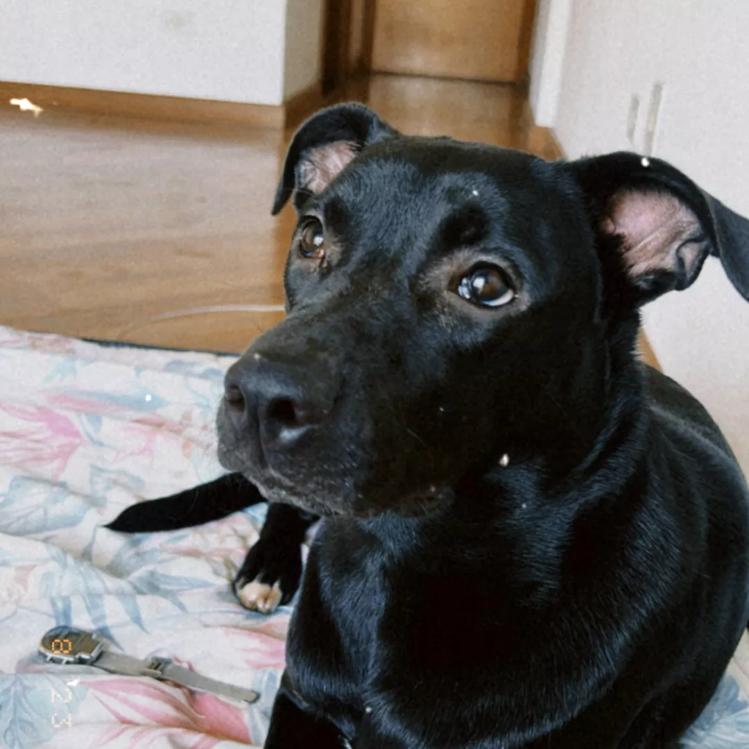 Zara - Sem Raça Definida