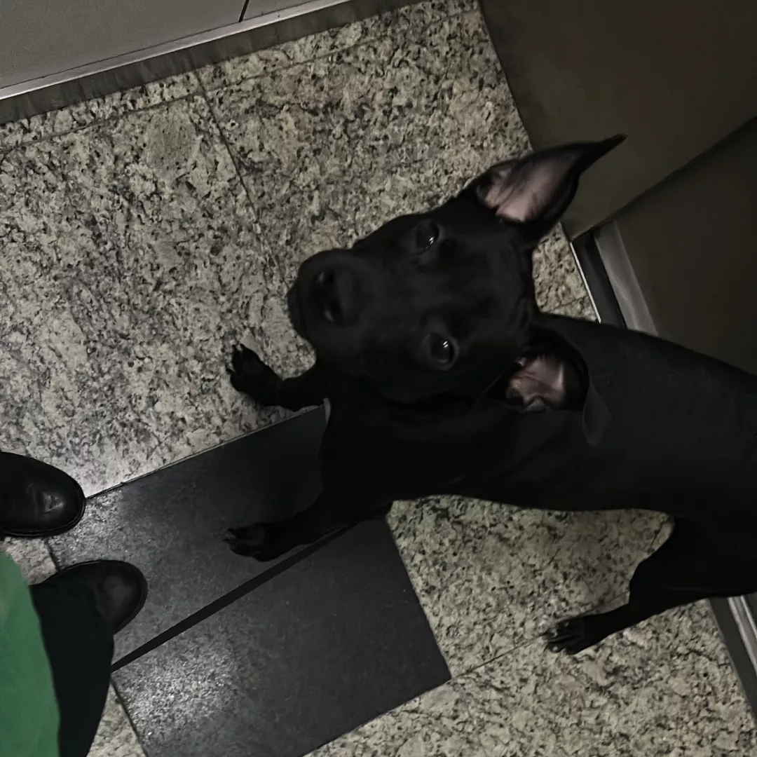 Zara - Sem Raça Definida