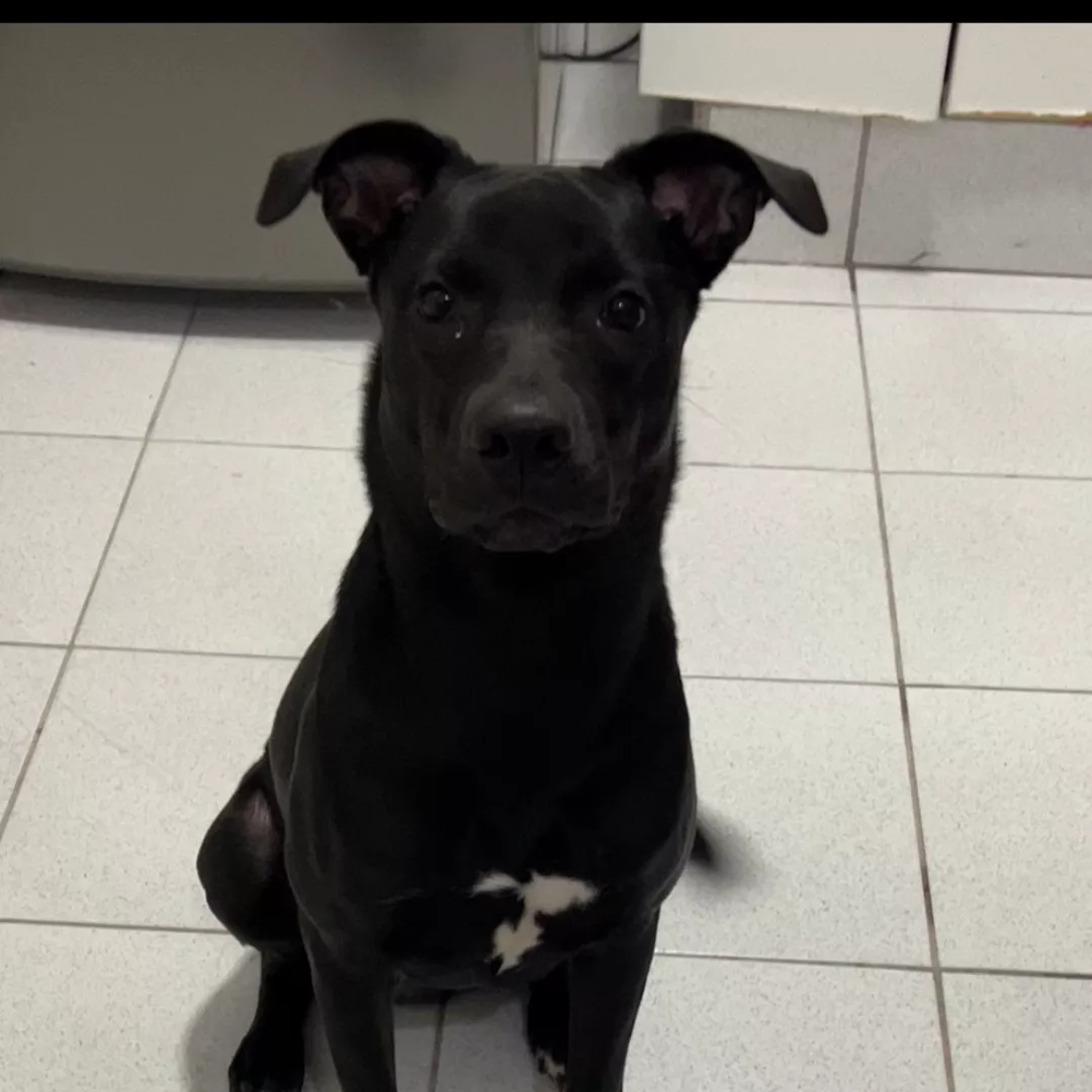 Zara - Sem Raça Definida