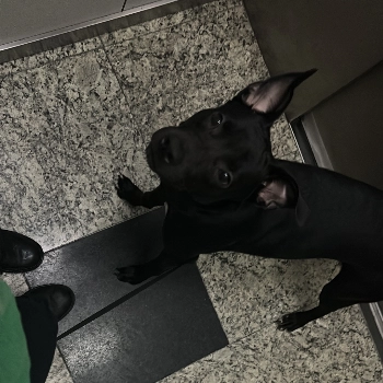 Zara imagem 2 - Sem Raça Definida