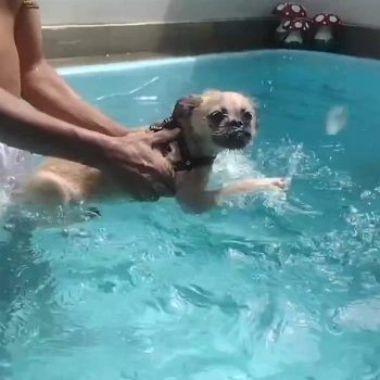 Bidu imagem 1 - Sem Raça Definida