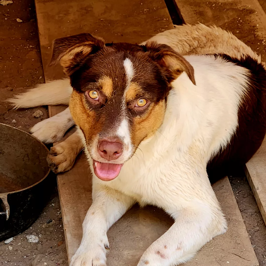 Budy - Sem Raça Definida