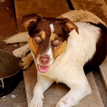 Budy imagem 1 - Sem Raça Definida