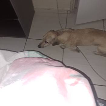 Duck imagem 1 - 