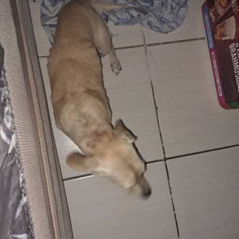 Duck imagem 2 - 
