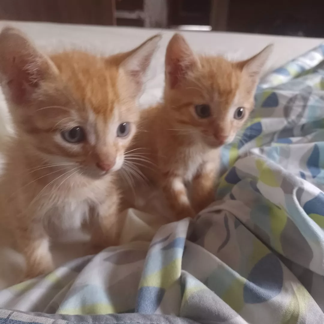 Sem Nomes - Sem Raça Definida