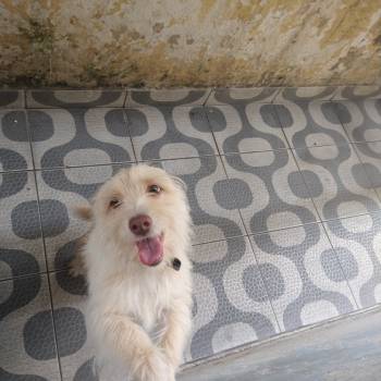 Luna imagem 1 - 