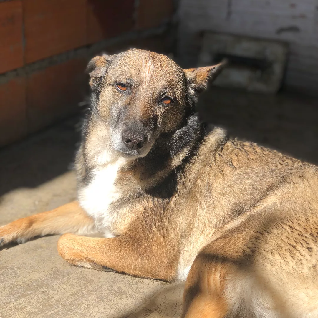 Susy - Sem Raça Definida