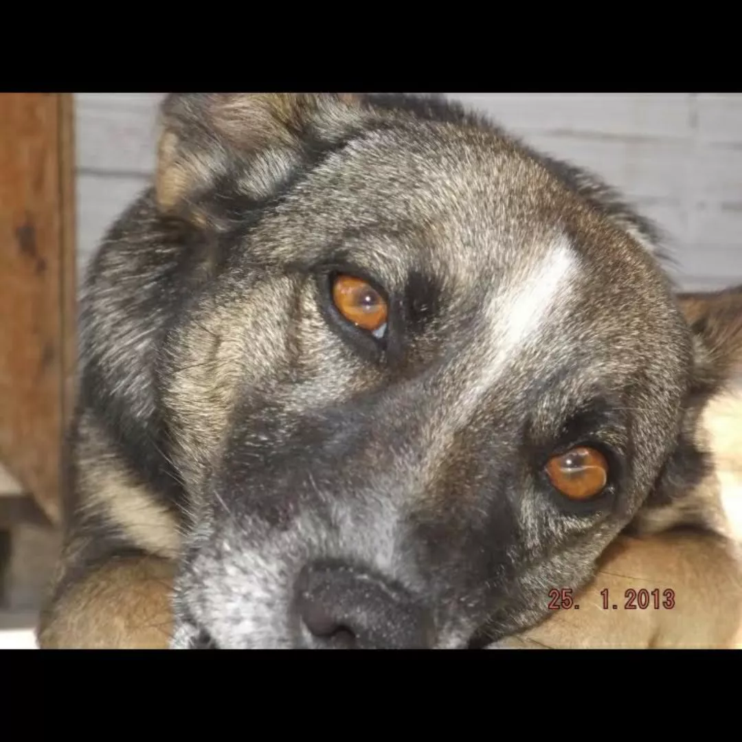 Susy - Sem Raça Definida