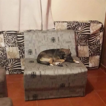Susy imagem 3 - Sem Raça Definida