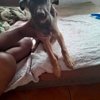 Chokito imagem 1 - 