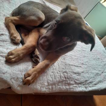Chokito imagem 2 - 