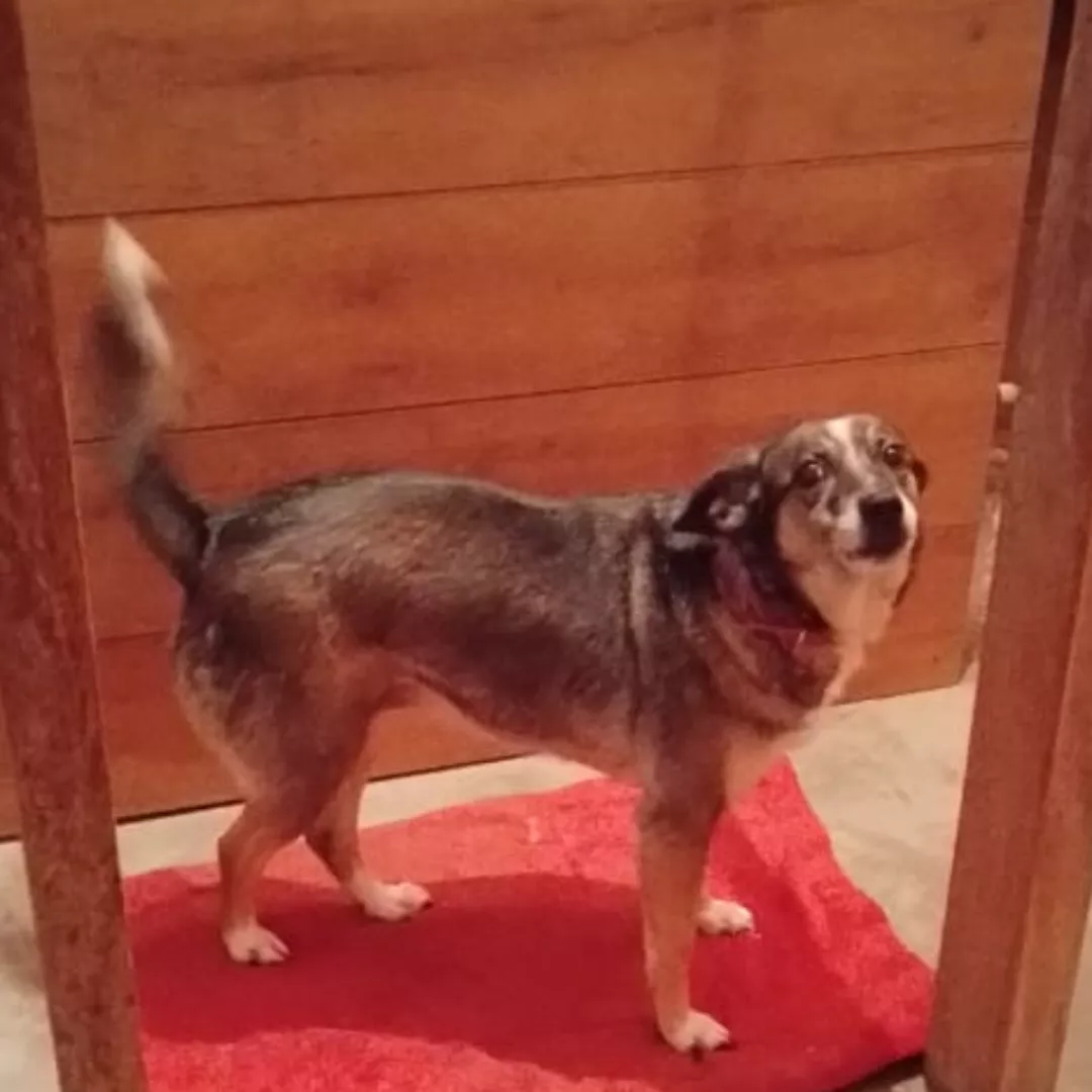 Suzi - Sem Raça Definida