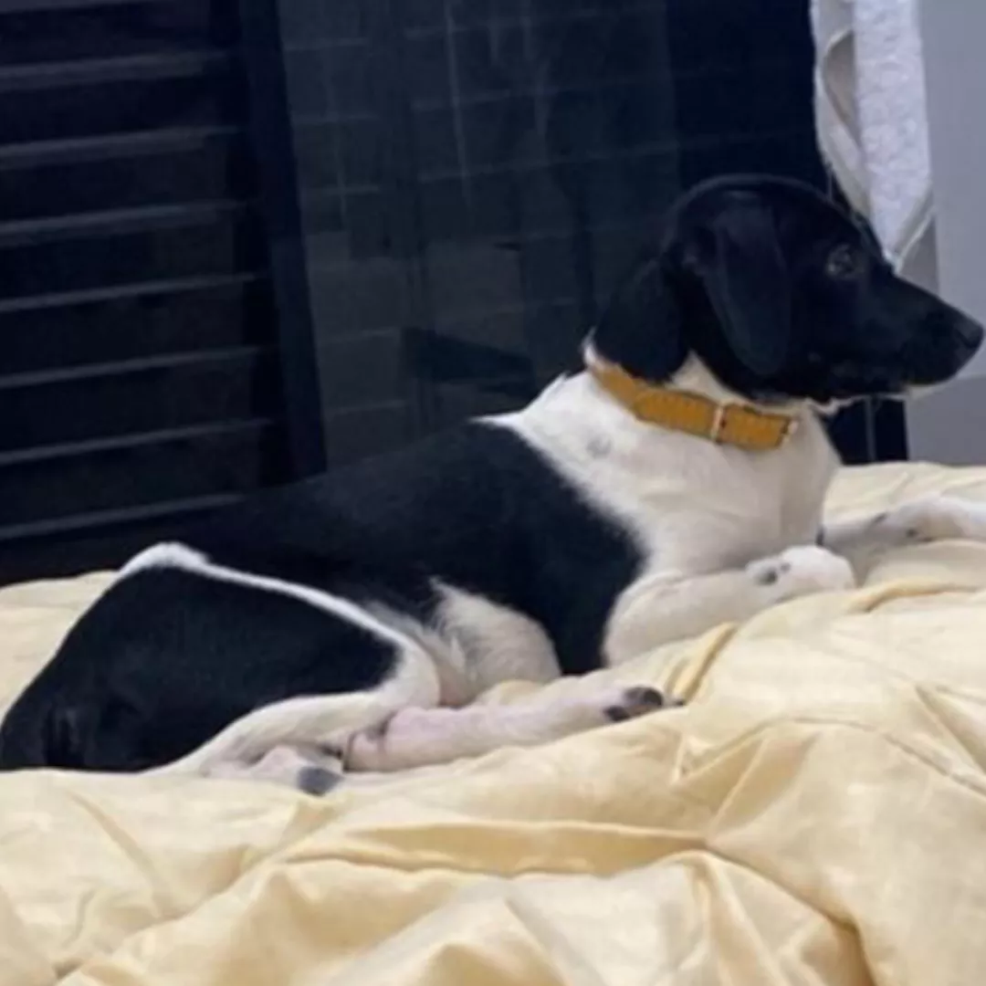 Mel - Sem Raça Definida