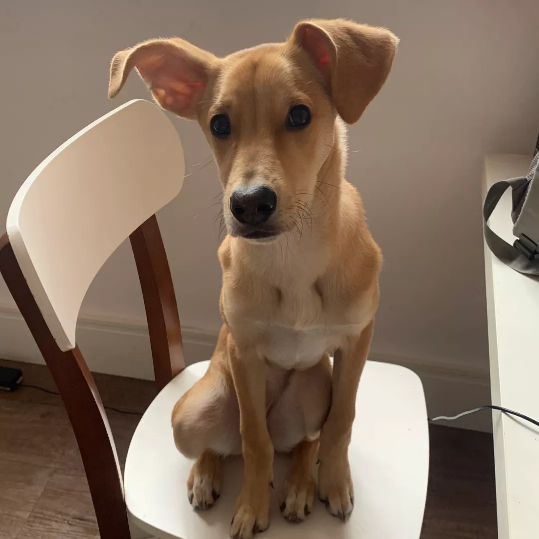 Pandora - Sem Raça Definida