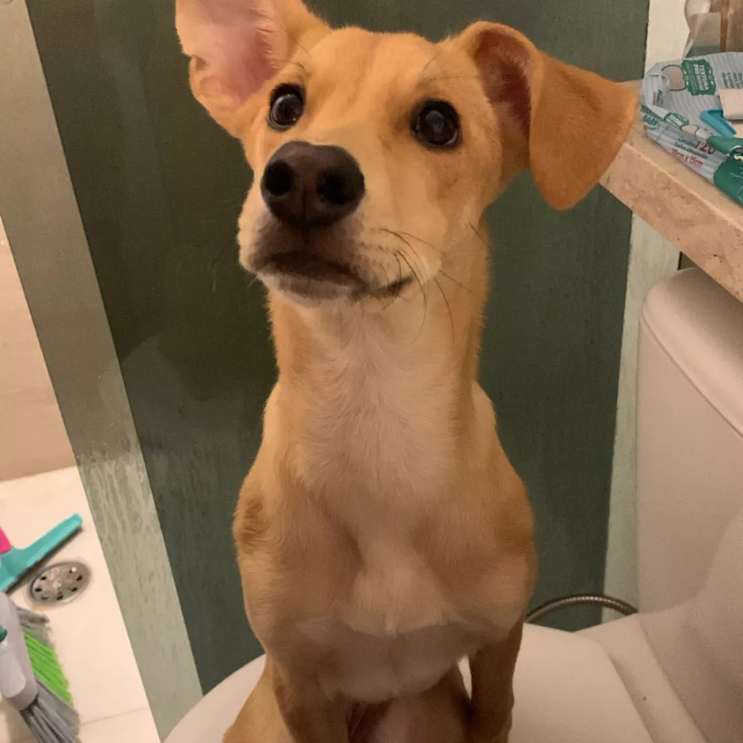 Pandora - Sem Raça Definida