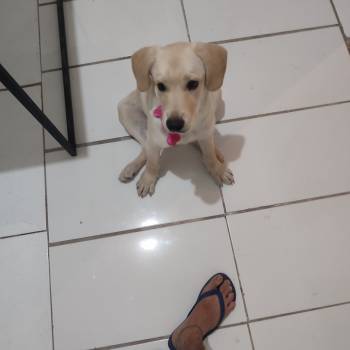 Charlie imagem 1 - 